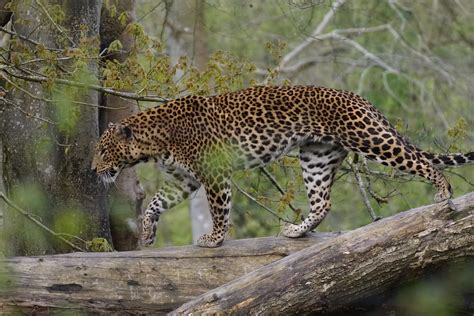 Panth Re De Ceylan Panthera Pardus Kotiya Ceylon Leopard Flickr