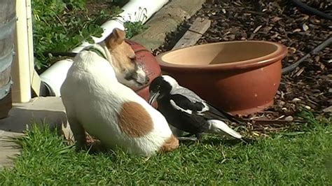 Australian Magpie Playing 2 Youtube