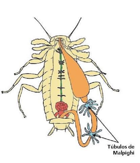 Sistema Excretor Dibujo