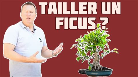 Comment Former Un Ficus En Bonsa Nejikan Bonsai Youtube