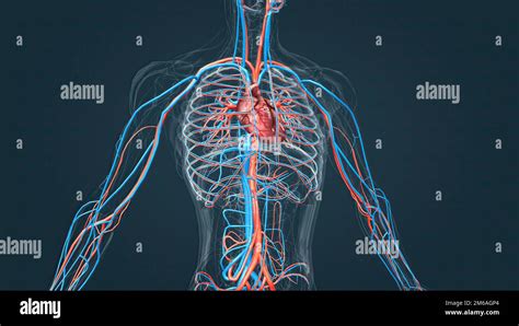 Das Kreislaufsystem Oder Herz Kreislauf System Ist Das Organsystem Das