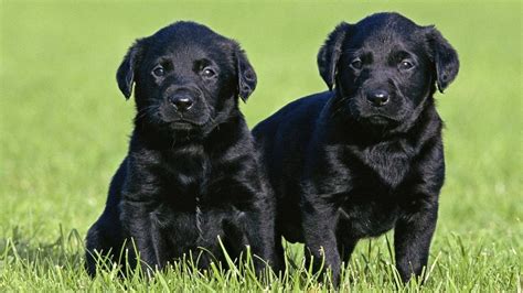 Black Lab Puppy Wallpapers - Wallpaper Cave