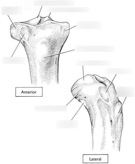 Bony Landmarks Tibia Diagram Quizlet