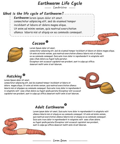 Premium Vector | Earthworm life cycle with explanation template