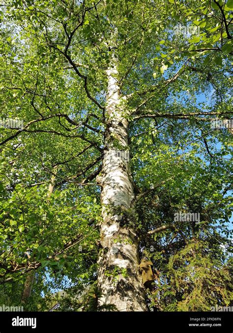 Birkenbaum Birke Betula Ist Ein Heimischer Baum Der Auch Als