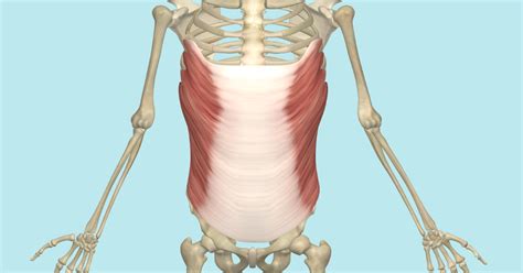 Transverse Abdominis Muscle, Its Attachments and Actions - Yoganatomy