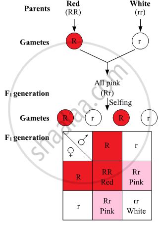 State and Explain the Law of Dominance as Proposed by Mendel. - Biology ...