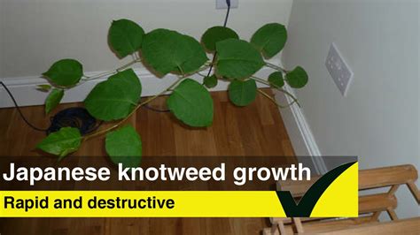 Japanese Knotweed Damage Eradicate Japanese Knotweed Youtube