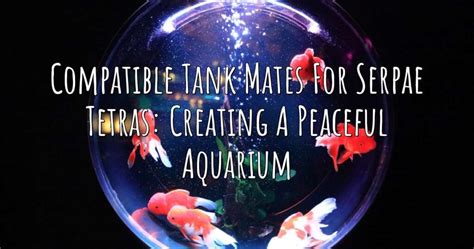 Compatible Tank Mates For Serpae Tetras Creating A Peaceful Aquarium