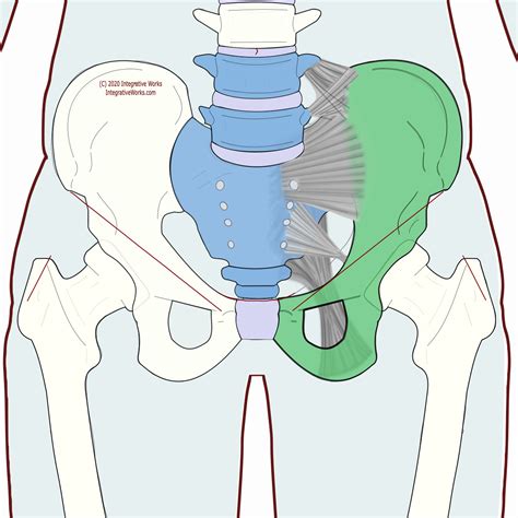 Pelvic Ligaments Functional Anatomy Integrative Works