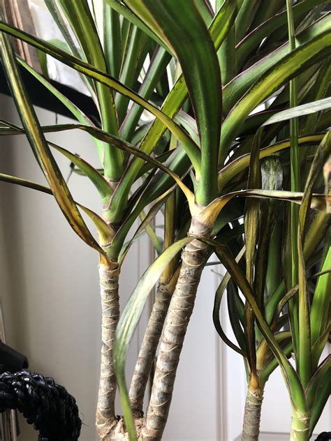 Help I Just Recently Got This Dracaena Tree And Noticed Leaves Were