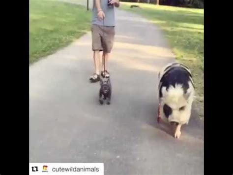 Taking Pig For A Walk YouTube