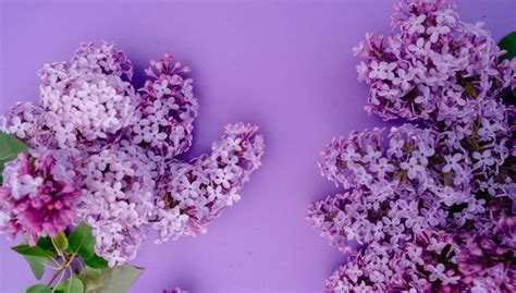 How To Grow And Care For Lilac Bushes New York Garden