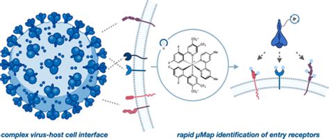 Photochemical Identification Of Auxiliary Severe Acute Respiratory