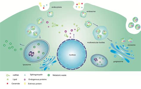 Figure 1 From Exosome Mediated Cell Cell Communication In Tumor