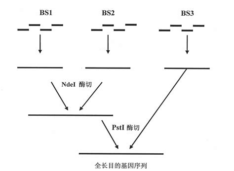 Synthetic method of enterokinase light chain gene and preparation ...