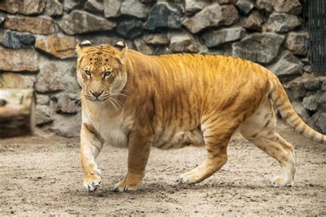 The 10 Largest Cats In The World Swedish Nomad