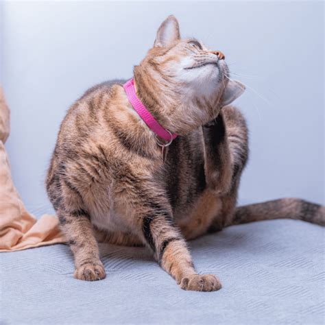 Best Flea Collar for Cats: Keep Fleas Away from Your Feline Friend ...