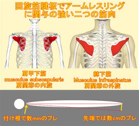 腕相撲で使う筋肉・必要な部位｜アームレスリングのための鍛え方 アームレスリング器具・パワーリフティング用品・マズレンコ製作所日本正規輸入代理店