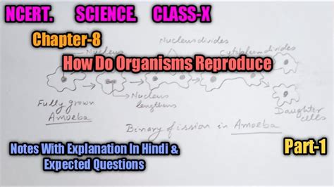 Science Class 10 Chapter 8 How Do Organisms Reproduce Part 1