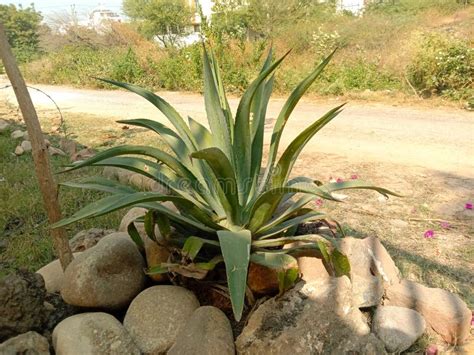 Planta Decorativa Agave Salmiana O Pulque Agave Foto De Archivo