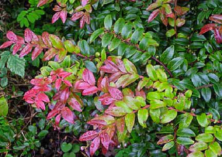 Evergreen Huckleberry Plants Home Evergreen Flowers Red Flowers