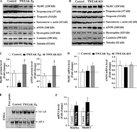 Figure From The Tweakfn System Is A Critical Regulator Of