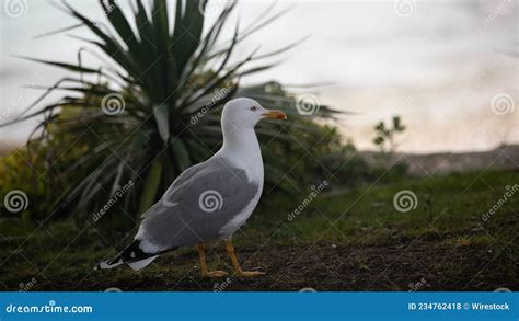 White Seagull in Its Natural Habitat Stock Photo - Image of summer, blurred: 234762418