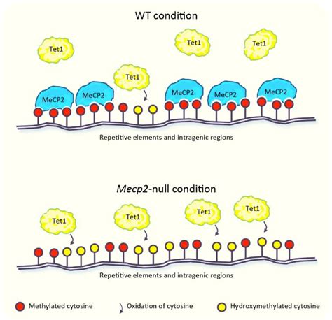 Figure 1 From Transcriptomic And Epigenomic Landscape In Rett Syndrome