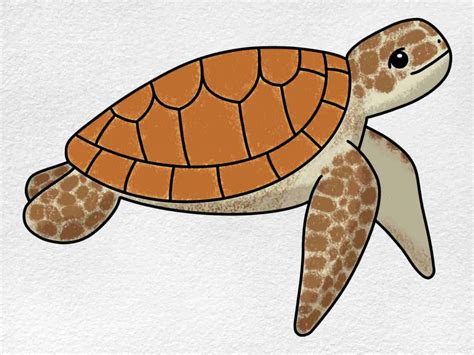 Easy Sea Turtle Drawing Helloartsy