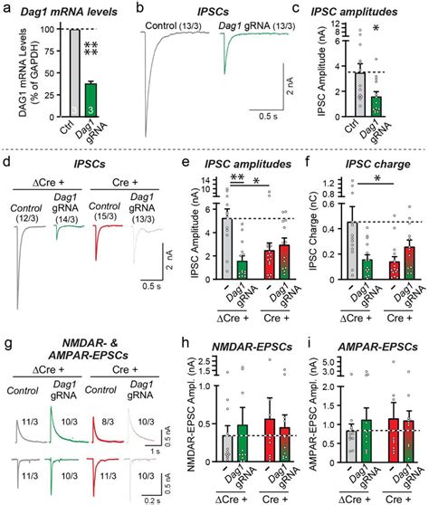 Crispri Mediated Inhibition Of Dystroglycan Expression In Dissociated