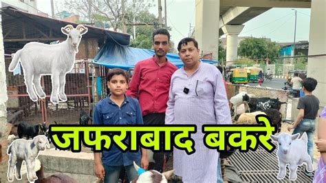 जफरबद म बकर आ गए Jafrabad Bakra Mandi Bakra Mandi Gazipur