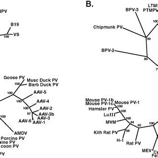 Phylogenetic Trees Of Full Length Nucleotide Sequences A And