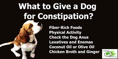 What to Give a Dog for Constipation?:Pumpkin and 9 Safe Remedies