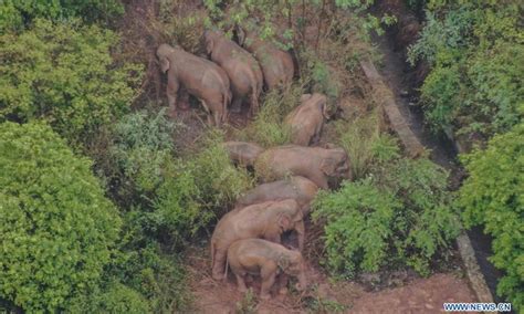 China S Migrating Elephants Linger By Southwest China Township Global Times