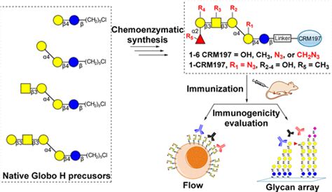 Synthesis Of Azido Globo H Analogs For Immunogenicity Evaluation ACS