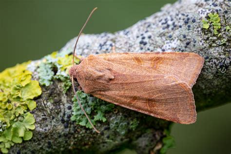 Beaded Chestnut Agrochola Lychnidis VC6 Axbridge 31 Flickr