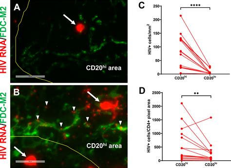 Frontiers Hiv Infected Humanized Draga Mice Develop Hiv Specific