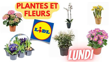 Arrivage Lidl Plantes Et Fleurs Mars Offres France