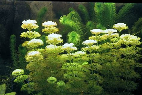 Limnophila Repens Benth Benth Plants Of The World Online Kew