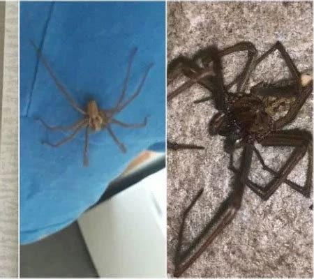 Aranhas invadem país picam pessoas e assustam cientistas veja fotos