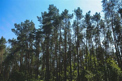 HD wallpaper: forest, woods, pine, tree, trees, nature, outdoors ...