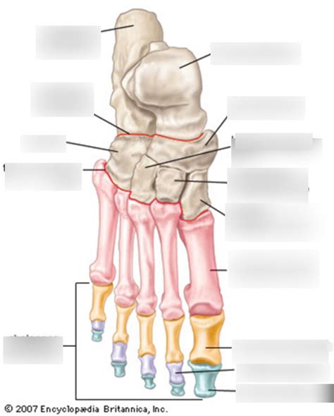 Dorsal Foot Bones Diagram | Quizlet