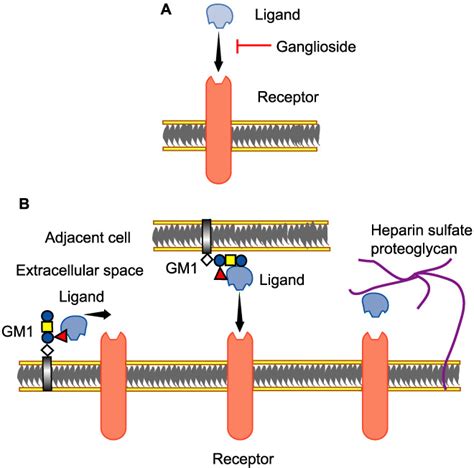 Regulation Of Growth Factor Receptors By Gangliosides Science S Stke