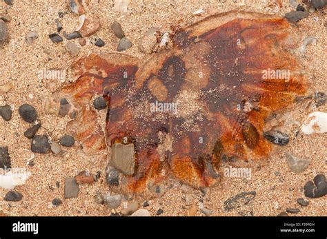 Lion S Mane Jellyfish Washed Up On Balnakeil Beach Stock Photo Alamy