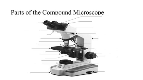 Compound Microscope Diagram Quizlet