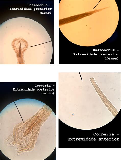 Aula Prática Parasitologia Parasitologia Veterinária