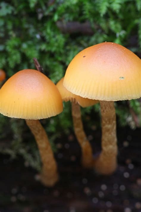 12 Edible Mushrooms In Michigan And 6 Toxic Ones To Consider