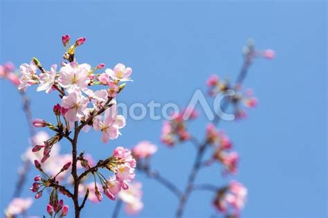 桜の花と青空 No 29526085｜写真素材なら「写真ac」無料（フリー）ダウンロードok