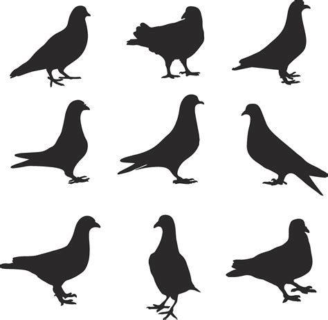 A Set Of Silhouettes Of Pigeons 47510547 Vector Art At Vecteezy